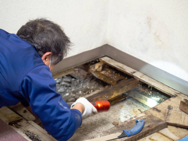 Best Mold Removal and Inspection  in Stottville, NY