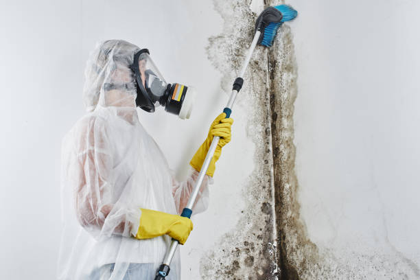 Professional Mold Removal in Stottville, NY