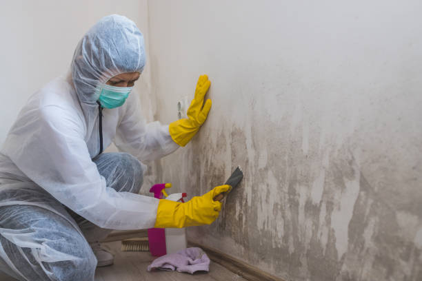 Certified Mold Removal in Stottville, NY