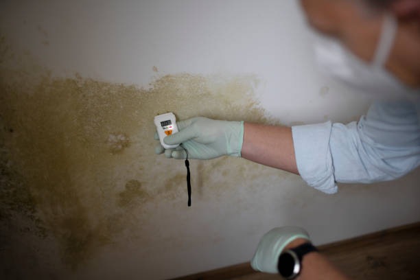 Best Commercial Mold Removal  in Stottville, NY