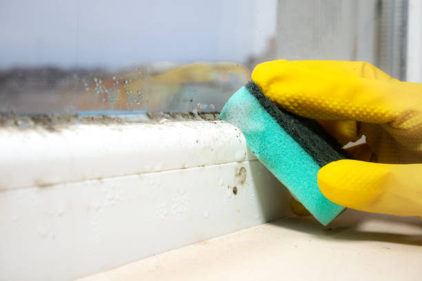Mold Removal and Inspection in Stottville, NY