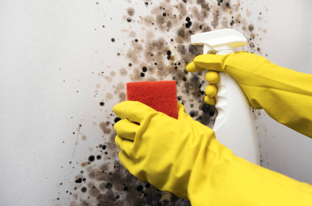 Best Certified Mold Removal  in Stottville, NY