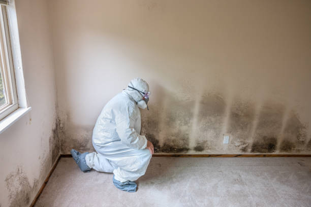 Certified Mold Removal in Stottville, NY
