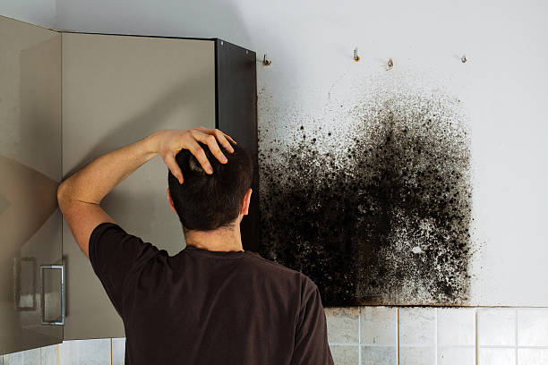 Best Emergency Mold Removal  in Stottville, NY